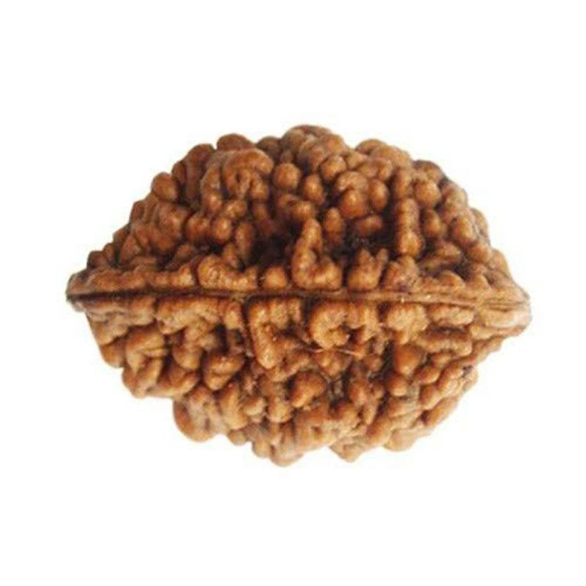 2 Mukhi Rudraksha Original – Two Face Rudraksha for Love, Harmony & Relationship Healing