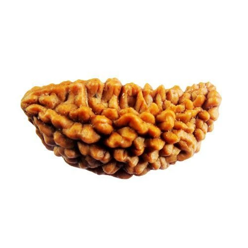 1 Mukhi Rudraksha Original Nepal – Certified One Face Rudraksha for Wealth & Spiritual Growth