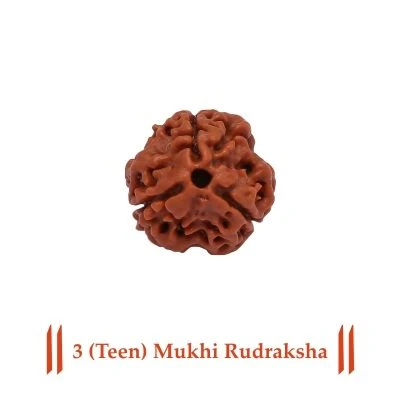 3 Mukhi Rudraksha Original – Three Face Rudraksha for Confidence, Energy & Past Karma Healing