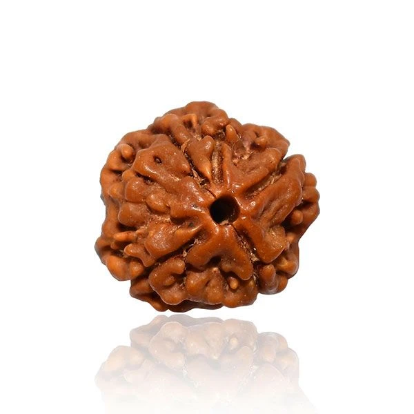 4 Mukhi Rudraksha Original – Four Face Rudraksha for Intelligence, Knowledge & Communication