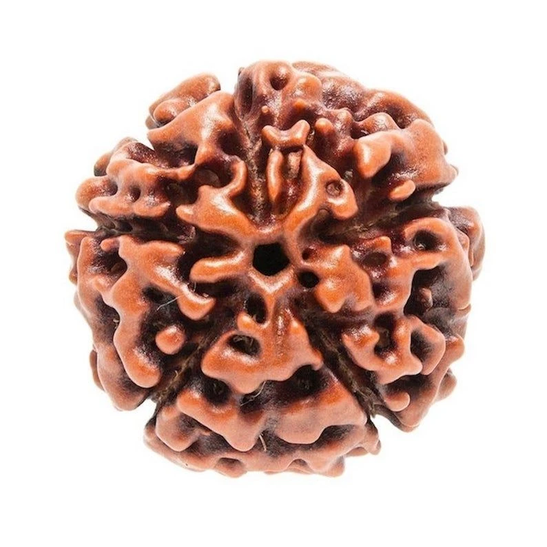 5 Mukhi Rudraksha Original – Five Face Rudraksha for Peace, Health & Spiritual Growth