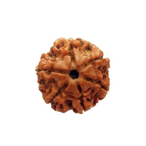 6 Mukhi Rudraksha Original – Six Face Rudraksha for Confidence, Focus & Success