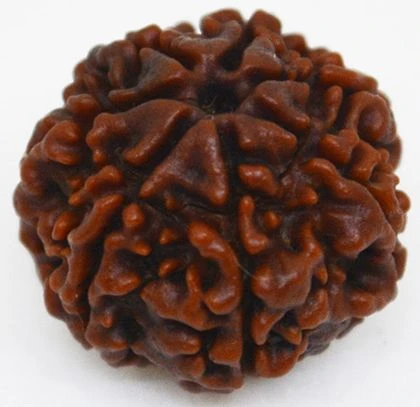 7 Mukhi Rudraksha Original – Seven Face Rudraksha for Wealth, Prosperity & Financial Growth