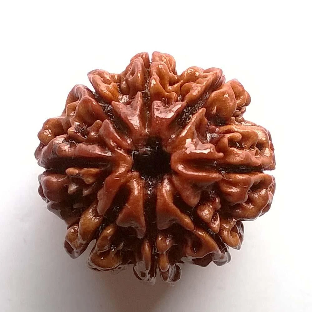 8 Mukhi Rudraksha Original – Eight Face Rudraksha for Success, Wisdom & Obstacle Removal