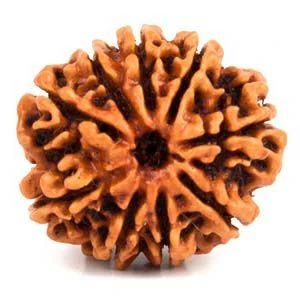 9 Mukhi Rudraksha Original – Nine Face Rudraksha for Power, Protection & Courage