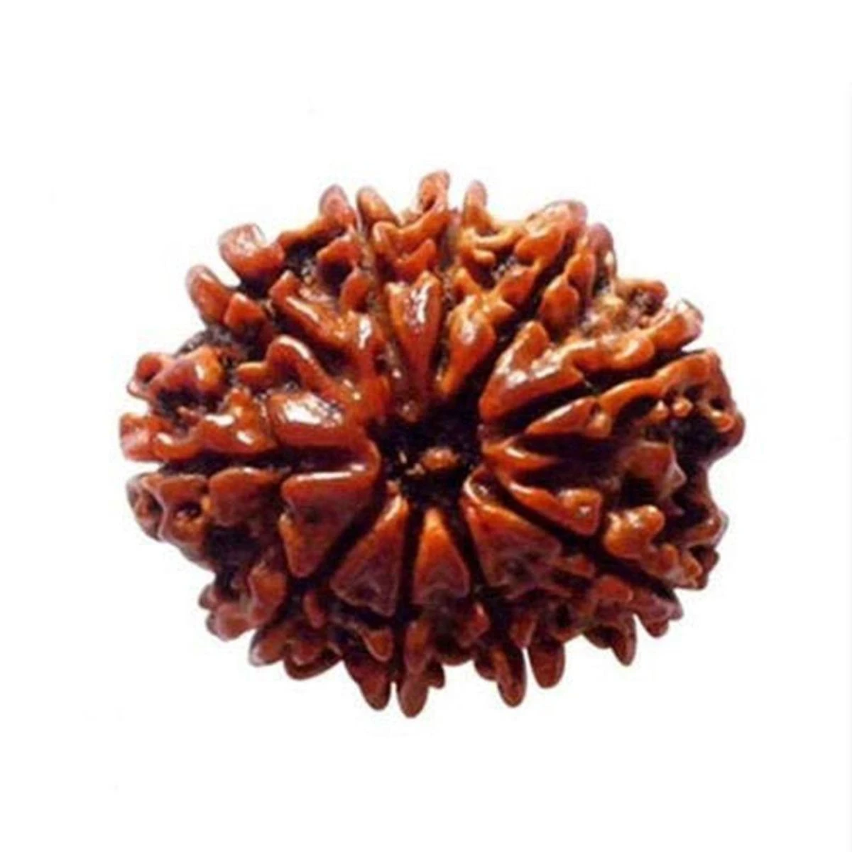 10 Mukhi Rudraksha Original – Ten Face Rudraksha for Protection, Peace & Negative Energy Removal