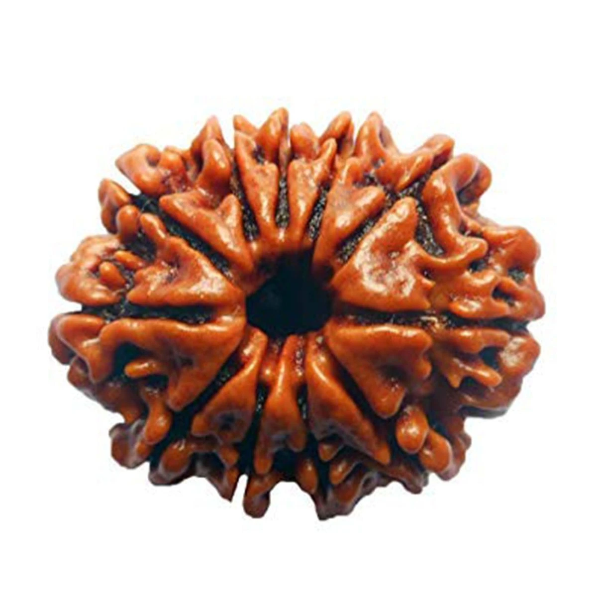 11 Mukhi Rudraksha Original – Eleven Face Rudraksha for Courage, Success & Spiritual Power
