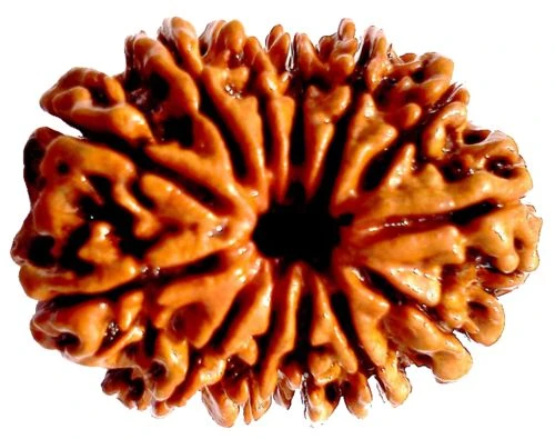 13 Mukhi Rudraksha Original – Thirteen Face Rudraksha for Attraction, Success & Fulfillment
