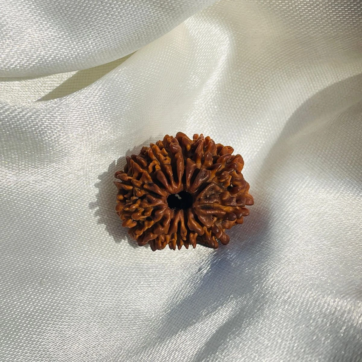 14 Mukhi Rudraksha Original – Fourteen Face Rudraksha for Intuition, Protection & Powerful Decisions